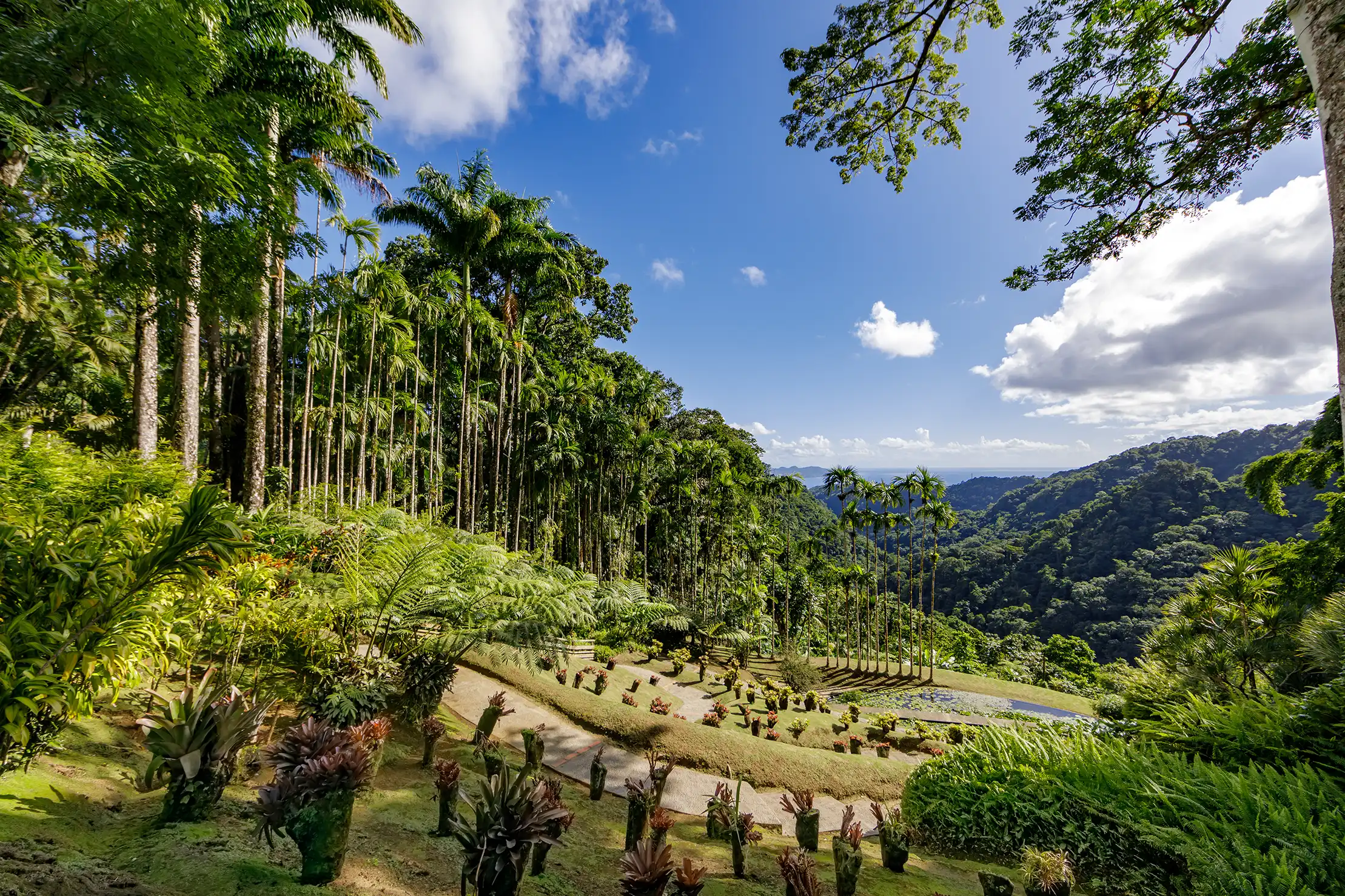 Fort de France, Martinique Royal Palm Trees
